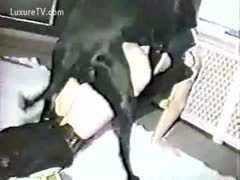 In this zoo fetish movie clip, a brute drills a lucious white bitch.